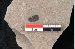 Foto (Detailansicht) von Plantae indet.  (NHMW-GEO-2024-0188-6682)